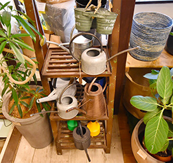 観葉植物専門店 東京の観葉植物専門店 グランデ立川店 観葉植物